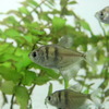 (熱帯魚 生体)ブラックテトラ(約2cm)(5匹)【ネッタイギョ】【水槽/熱帯魚/観賞魚/飼育】【生体】【通販/販売】【アクアリウム/あくありうむ】