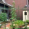 おうち菜園（6/8）