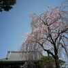 しだれ桜＊円照寺