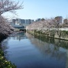 　目黒川の桜