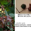 トウゴマ：　トウダイグサ科の美しい植物で観賞用としても利用されていますが，種子からヒマシ油が生産されます．種子は現在でも世界で一年200万トン生産され，ヒマシ油は石けん，潤滑油，染色助剤、乳化剤，塗料の材料等様々な用途に用いられているとのこと．歴史的によく知られているヒマシ油の瀉下（しゃか）作用のメカニズムは最近明らかになりました．トウゴマ種子には強力な毒性物質リシンが含まれて，暗殺にも使われてきました．