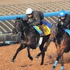 中山牝馬Ｓ・展望／頑張れクールキャット！