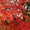 京都紅葉一人歩き「伏見稲荷大社・東福寺・醍醐寺」