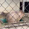 【カピバラ】岡崎市東公園動物園に行ってきました！