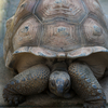 アルダブラゾウガメ Aldabrachelys gigantea