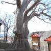稲荷神社のハリギリ(今別町鍋田)