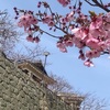 松山城の桜も満開へ・・