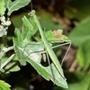 嬉しい！庭に訪れた益虫カマキリ