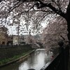 　九品仏浄真寺〜駒沢公園・SNOW SHOVELING・大岡川桜散歩