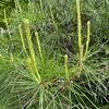 松の芽を詠んだ短歌/ 暮春の北鎌倉で出会つた植物3　花の寺明月院ですが，この時期何の花が？　思いのほか沢山の花が咲いてました．どれも親しみやすい花ばかり．ヤマブキ，ミヤコワスレ，ワスレナグサ---．楓の新芽は期待通り．最も目立っていたのがオオデマリ．かなり立派な木でした．思いがけず，美しさを感じたのが，本堂脇の松の芽．　伸び立ちて白き松の芽むらがれる遠き木末（こずゑ）にわが目を放つ　山口茂吉　　うすくれなゐに松芽のながき松やまに光しづかなる雨はそそげり　生方たつゑ