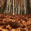 美人林の秋　Ⅱ