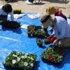 【宮交ボタニックガーデン青島】春の毛氈花壇づくりを行いました！