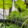 秋なのに暑い、でも虫たちは・・・