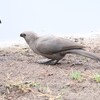 ムジハイイロエボシドリ(Grey Go-away-bird)