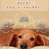 テレパシーを通じて理解するペットの気持ち