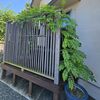 フジの壁掛け仕立て9「戦々恐々な６月までのツル（3月下旬～7月上旬）」