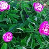 ピンクの芍薬🌸