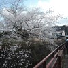 Skiing and cherry blossom in Nagano