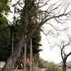 【水戸市】全隈鹿島神社の山桜・・