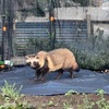 森林公園近くで野生のたぬきと目が合いました。