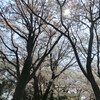 水前寺公園の桜