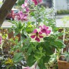 最悪のオリーブ移植作業 山田ガーデン