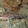  No.089 イトカケホオカギハゼ (Ancistrogobius yoshigoui) 