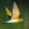 フジの野鳥撮影【2023年下半期ベスト写真】