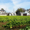 菜の花畑のヒヨドリ