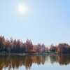 【葛飾区】日本でヨーロッパの風景『水元公園』のメタセコイアの森