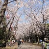 今年の花は…