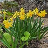 一番好きな色の花【ミモザ、スイセン、ユーフォルビアなど2024.2.20～4.16の黄色い花】