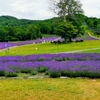 玉原薫衣草園