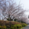 2017/04/05 東急1日券花見の旅 01 新木場/五反田/洗足池/雪が谷大塚/桜坂/六郷用水/多摩川浅間神社　