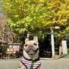 鎌倉紅葉狩り