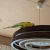 かじるのが好きなセキセイインコ