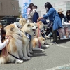 秋田犬保存会本部展２０２３（秋田県大仙市）