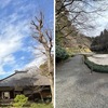 明月院で春見つけ２　　人けのない明月院の後庭園では，苔が春の元気さを見せ始め，花菖蒲も芽を出していました．姫あじさいの挿し木の後方に動いていたのは猫のモーミン．春のお庭と裏山で探検中．キジバトも何羽か餌探し．帰り道の脇の川には白鷺の姿も．そして，蕗の薹にも出会いました．　日を受けて開ききりたる蕗の花二つならべる二つうつくし　土屋文明