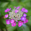 紫陽花　オールドレンズと多重露光で