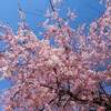 金櫻神社 山梨 鬱金 うこん 桜 金色に？ 金運？