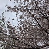 満開の桜の木を見かけたのと色々