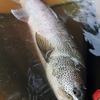 釣りとカメラ