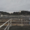 冬の雨  冷たくやだね  観音も