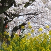 浅野川河川敷「菜の花とソメイヨシノ」