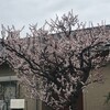 白梅