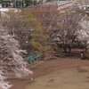 辛夷桜をこきまぜて