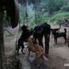 【全俺が泣いた！】秦嶺山脈の奥深くで八匹の犬とともに貴重な山の幸を育てながら暮らす老夫婦