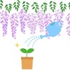 フジの種を植えたら芽が出ましたよ