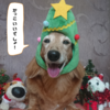 クリスマスバージョンの愛犬