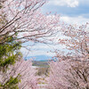 2023年 端野町協和神社の桜・最終回！